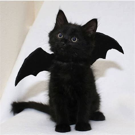 Bat wings for cats - Bats can launch directly into the air from an upside-down position, aided by powerful wings and their unique feet design. These adaptations enable bats to escape predators, hunt agile prey, and thrive in their environments. The versatility and specialization of bat feet are vital for their survival and success.
